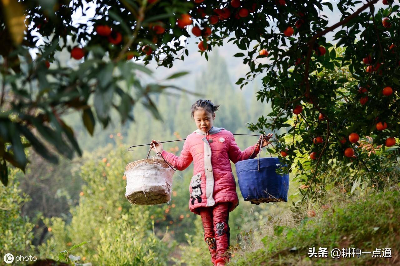 东方红橘产业繁荣最新动态与未来展望